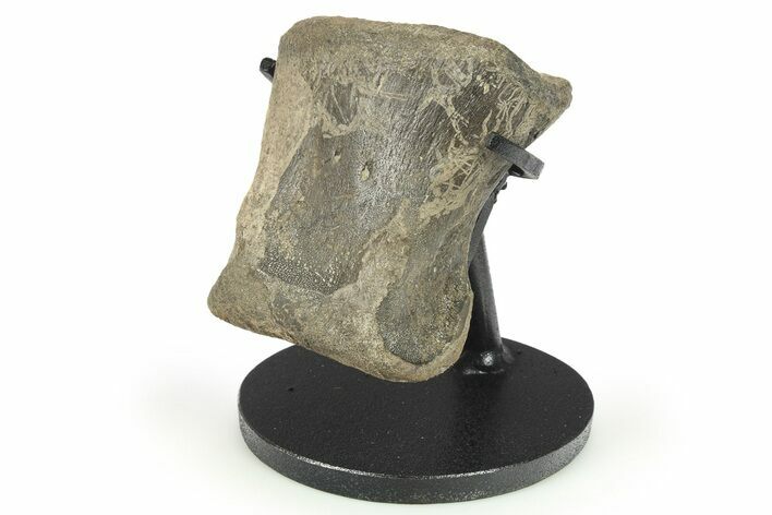 Hadrosaur (Maiasaura) Phalanx with Stand - Montana #265972